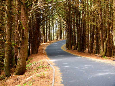 [A one-lane paved roadway passes under the crossed branches of the thick stand of spruces on either side of the roadway. The branches meet across the roadway forming a canopy. The edges of the roadway are lined with dried needles. This image was shot while standing in the roadway.]